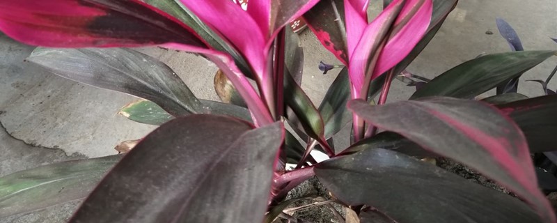 朱蕉的养殖方法和注意事项 朱蕉的养殖方法和注意事项