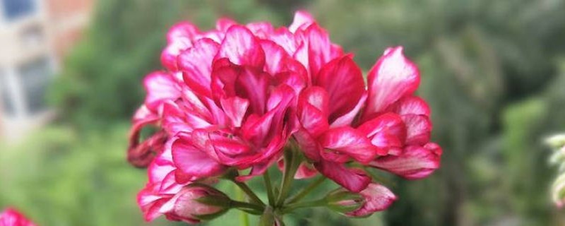 天竺葵小苗移栽方法,什么季节移栽好 天竺葵小苗移栽方法,什么季节移栽好