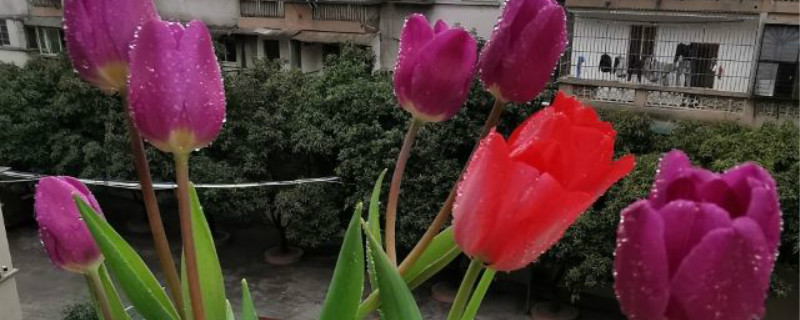 郁金香花谢后怎么处理,怎样留种 郁金香花谢后怎么处理,怎样留种