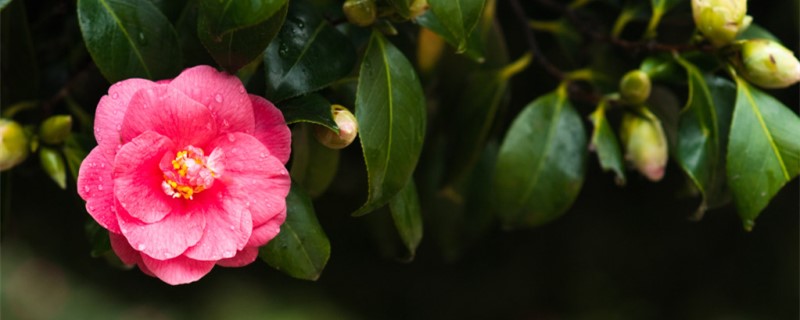 茶花叶尖枯焦怎么办,叶尖干枯是什么原因 茶花叶尖枯焦怎么办,叶尖干枯是什么原因