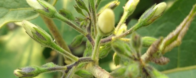 茄子种植方法,什么时候种 茄子种植方法,什么时候种