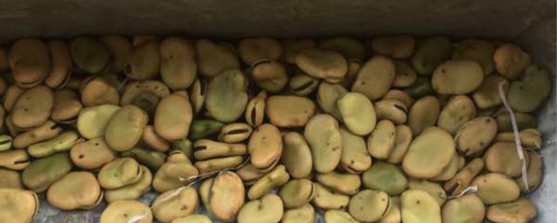 蚕豆什么时候播种最好,怎么种 蚕豆什么时候播种最好,怎么种