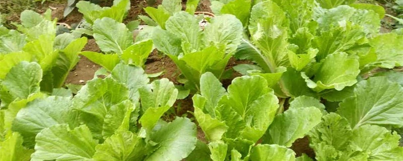 白菜烂心怎么回事,怎么防治 白菜烂心怎么回事,怎么防治