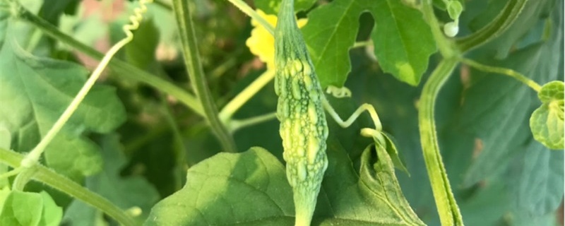 苦瓜种子催芽方法,一般几天发芽 苦瓜种子催芽方法,一般几天发芽