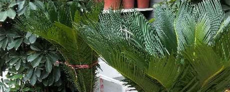 铁树怎么移植,什么季节移植好 铁树怎么移植,什么季节移植好