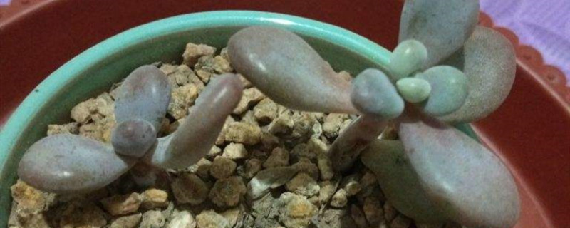 桃美人开花了怎么办,花剑怎么扦插 桃美人开花了怎么办,花剑怎么扦插