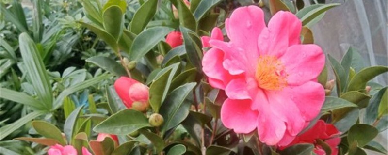 茶花黄叶怎么办,为什么黄叶 茶花黄叶怎么办,为什么黄叶