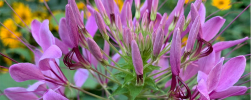 醉蝶花怎么种,种子什么时候播种 醉蝶花怎么种,种子什么时候播种