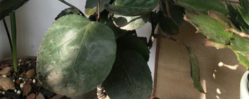 福禄桐黄叶怎么办,叶子发黄什么原因 福禄桐黄叶怎么办,叶子发黄什么原因