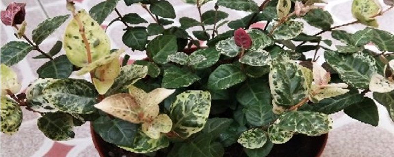 花叶络石的养殖方法和注意事项 花叶络石的养殖方法和注意事项