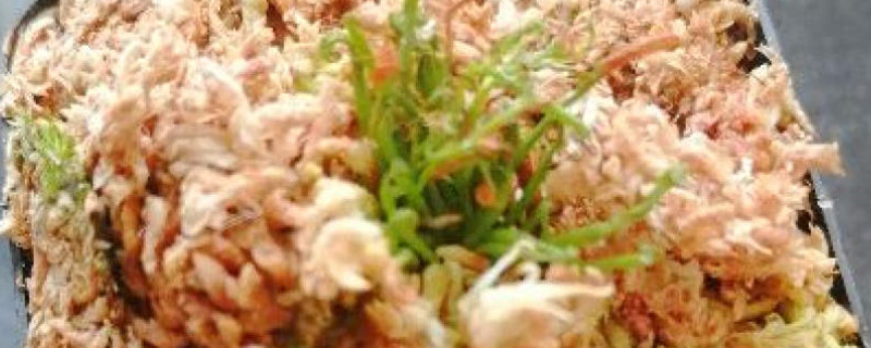 瓶子草种子怎么种,什么时候播种 瓶子草种子怎么种,什么时候播种