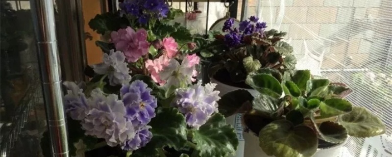 出差三个月花怎么浇水,自制浇花器 出差三个月花怎么浇水,自制浇花器