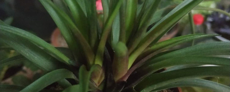 铁兰开花后怎么处理,怎样养才能再开花 铁兰开花后怎么处理,怎样养才能再开花