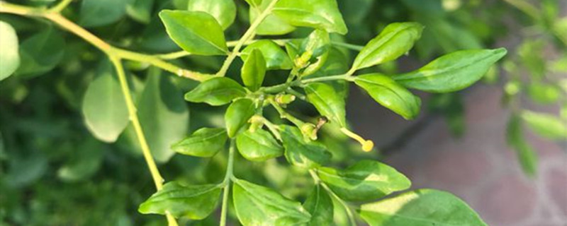 九里香结果后怎么处理,不结果怎么回事 九里香结果后怎么处理,不结果怎么回事
