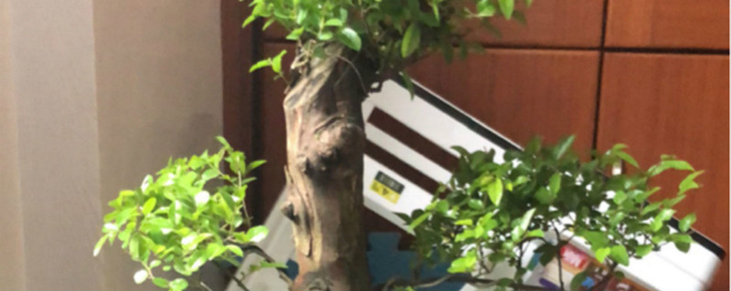 冬季雀梅下山桩怎么养,怎样快速生根 冬季雀梅下山桩怎么养,怎样快速生根