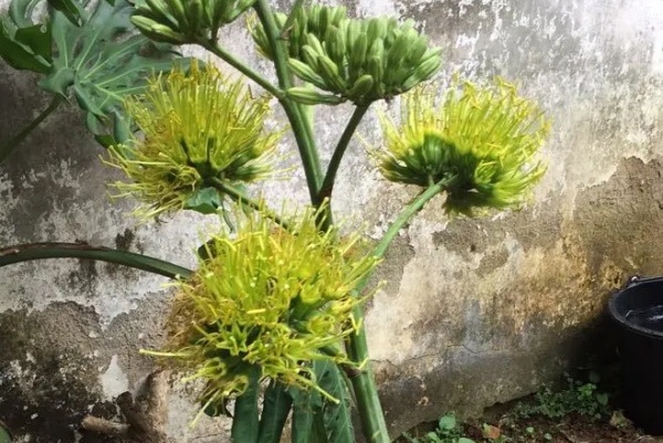 这花养10年,才开1次花,看到的都有好运气! 这花养10年,才开1次花,看到的都有好运气!