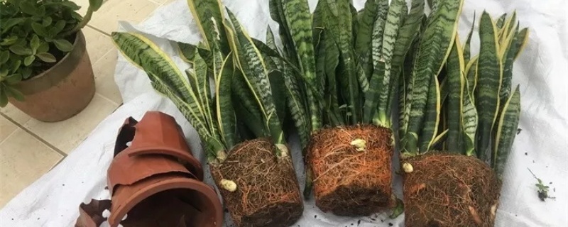 虎皮兰怎么养爆盆快,用深盆还是浅盆 虎皮兰怎么养爆盆快,用深盆还是浅盆