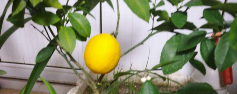 柠檬冬季开花怎么处理,冬天怎么养 柠檬冬季开花怎么处理,冬天怎么养