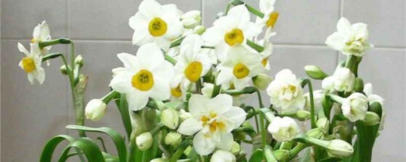 水仙花快速生长的方法,如何使用矮壮素 水仙花快速生长的方法,如何使用矮壮素