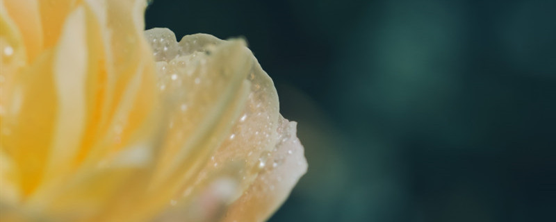 花毛茛蔫了怎么办,为什么蔫了 花毛茛蔫了怎么办,为什么蔫了