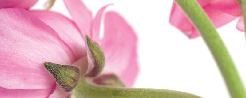 花毛茛叶茎倒伏怎么办,倒伏怎么回事 花毛茛叶茎倒伏怎么办,倒伏怎么回事