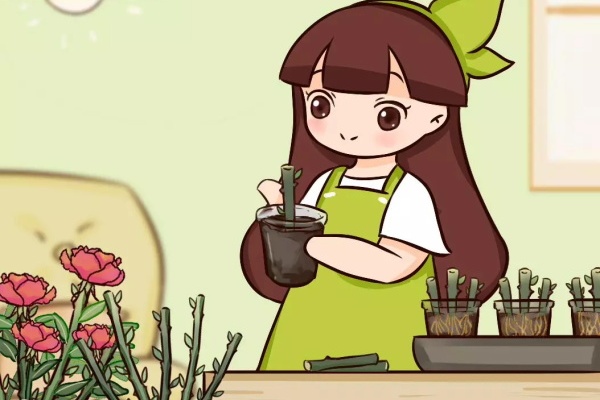这花掰个大粗杆,土里一插,7天生根,俩月爆出满盆花! 这花掰个大粗杆,土里一插,7天生根,俩月爆出满盆花!