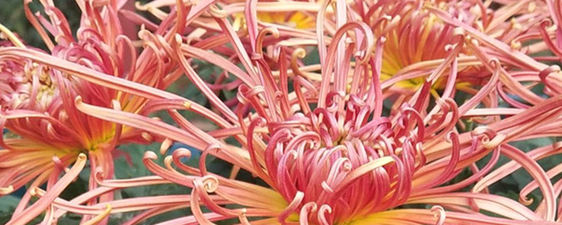 菊花春天怎么养护,发芽后怎么养 菊花春天怎么养护,发芽后怎么养