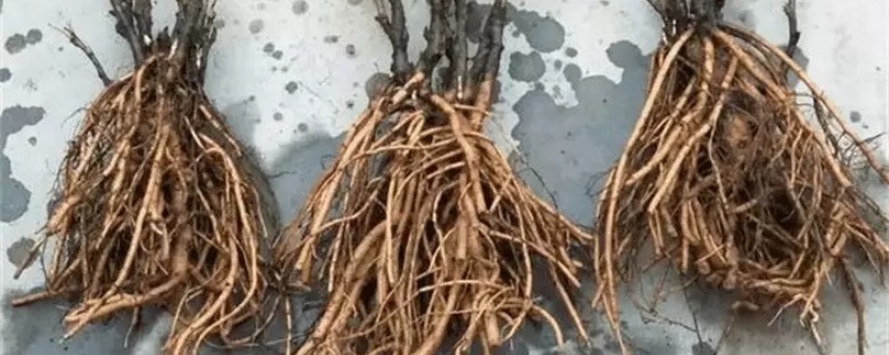 牡丹怎么种植,什么时候种植 牡丹怎么种植,什么时候种植