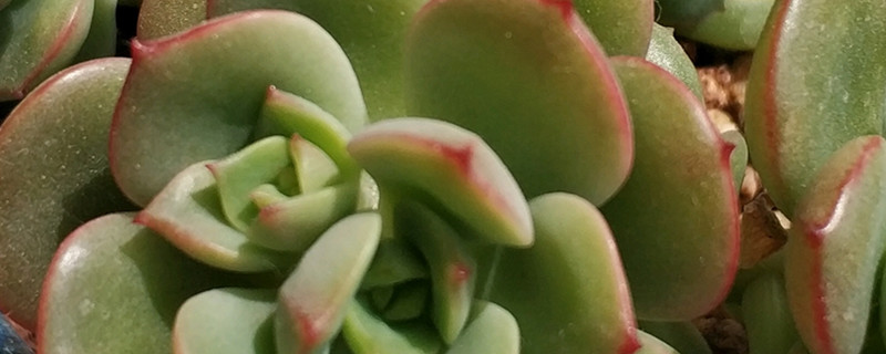 艾格尼斯玫瑰多肉怎么养,怎么养成老桩 艾格尼斯玫瑰多肉怎么养,怎么养成老桩