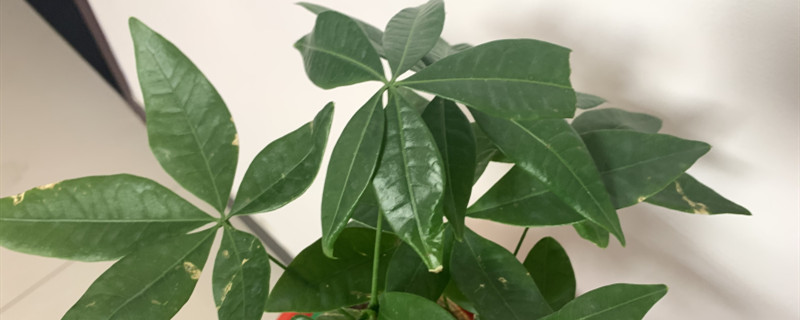 发财树要怎么养,怎么养才能更旺盛 发财树要怎么养,怎么养才能更旺盛