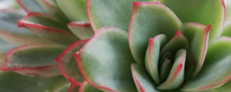 月光女神多肉怎么养,开花要不要剪掉 月光女神多肉怎么养,开花要不要剪掉
