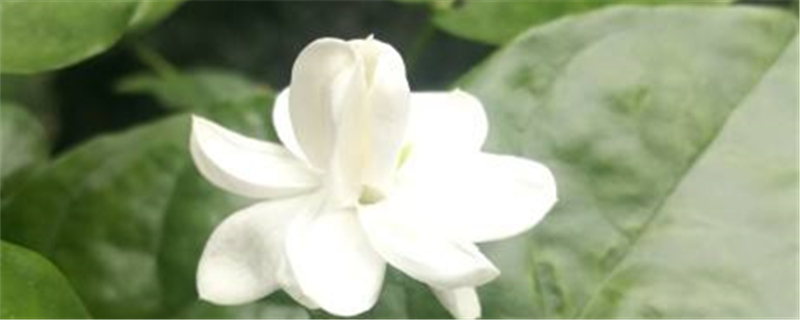 茉莉的叶子干卷了怎么办?叶子发干怎么回事 茉莉的叶子干卷了怎么办?叶子发干怎么回事