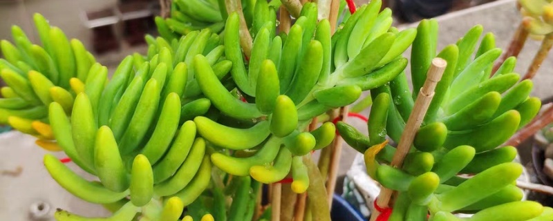 八千代多肉怎么养,开花怎么处理 八千代多肉怎么养,开花怎么处理