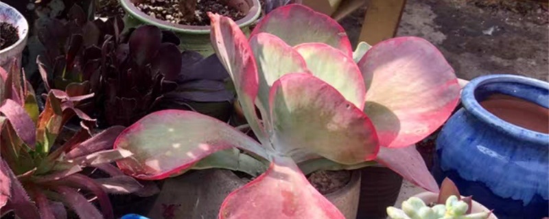 唐印多肉怎么养,怎么换盆 唐印多肉怎么养,怎么换盆