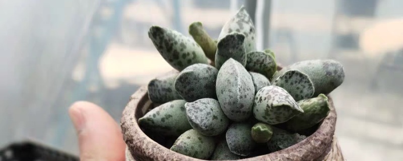 水泡多肉怎么养,怎么繁殖 水泡多肉怎么养,怎么繁殖