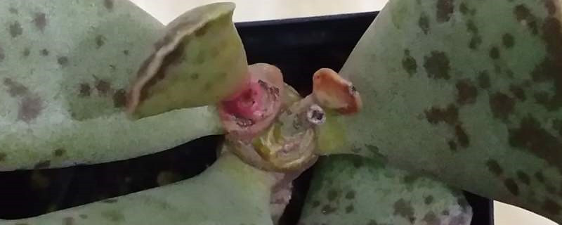 江户紫多肉怎么养,怎么繁殖 江户紫多肉怎么养,怎么繁殖