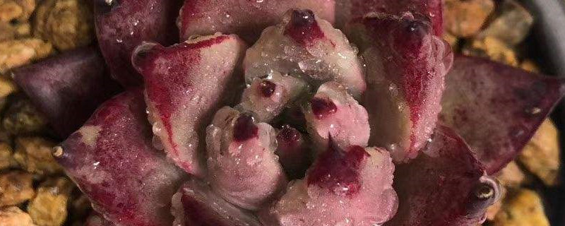 罗密欧多肉怎么养,怎么繁殖 罗密欧多肉怎么养,怎么繁殖