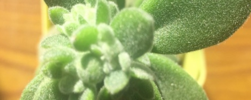 千兔耳多肉植物怎么养,怎么繁殖 千兔耳多肉植物怎么养,怎么繁殖