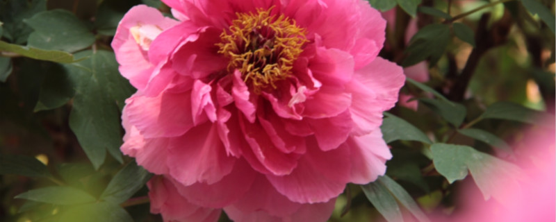 牡丹开花后怎么修剪,花谢了以后怎么养 牡丹开花后怎么修剪,花谢了以后怎么养