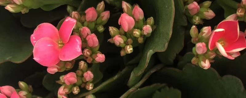 长寿花种子种植方法,什么时候播种 长寿花种子种植方法,什么时候播种