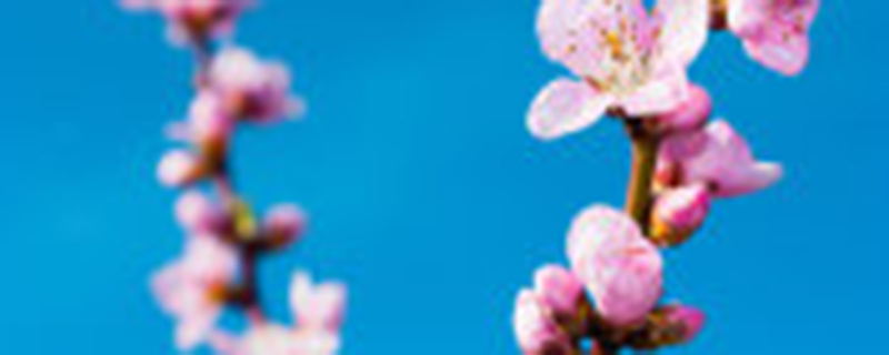 干枝桃花怎么养 干枝桃花怎么养