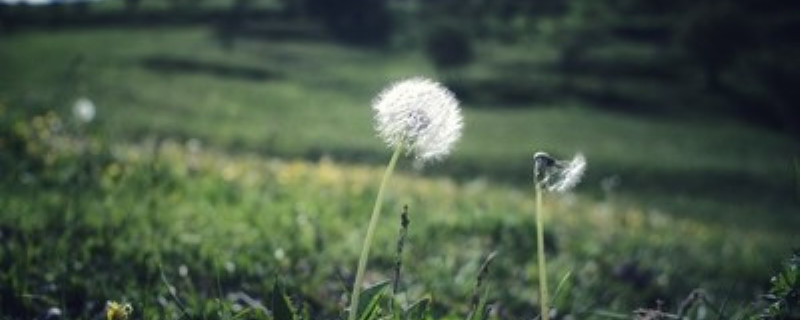 蒲公英属于什么植物 蒲公英属于什么植物