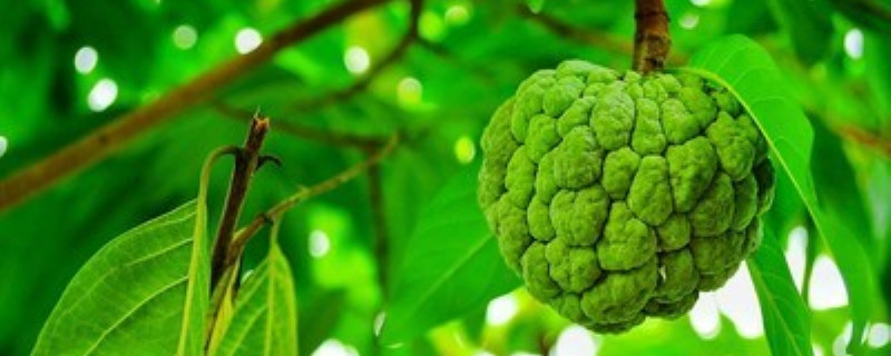 番荔枝怎么催熟 番荔枝怎么催熟