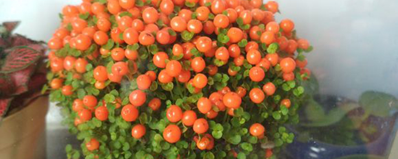 珍珠橙花语 珍珠橙花语