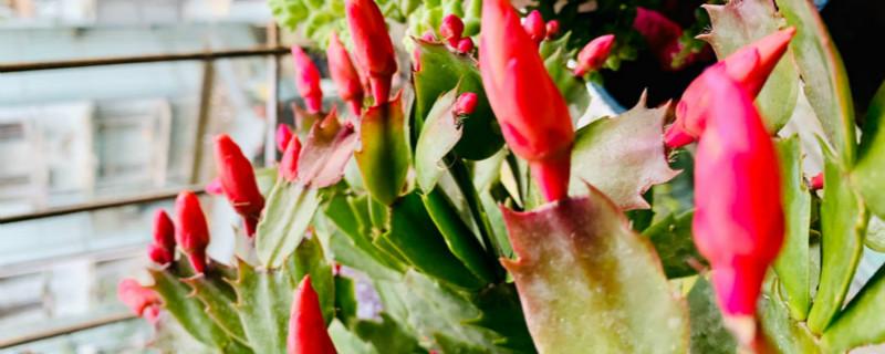 蟹爪兰种子的种植方法,什么时候种 蟹爪兰种子的种植方法,什么时候种