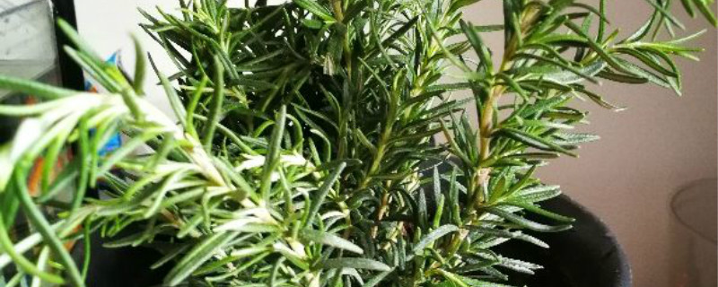 迷迭香的种植方法,怎么繁殖 迷迭香的种植方法,怎么繁殖