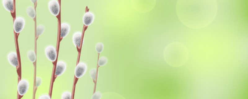 银芽柳需要水养吗 银芽柳需要水养吗