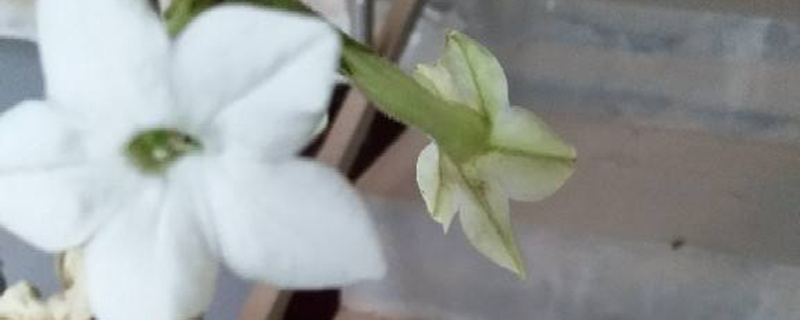 烟草花是怎么开放的 烟草花是怎么开放的