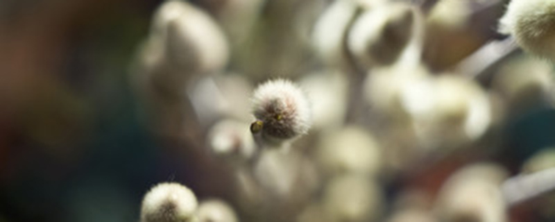 银柳开花吗 银柳开花吗