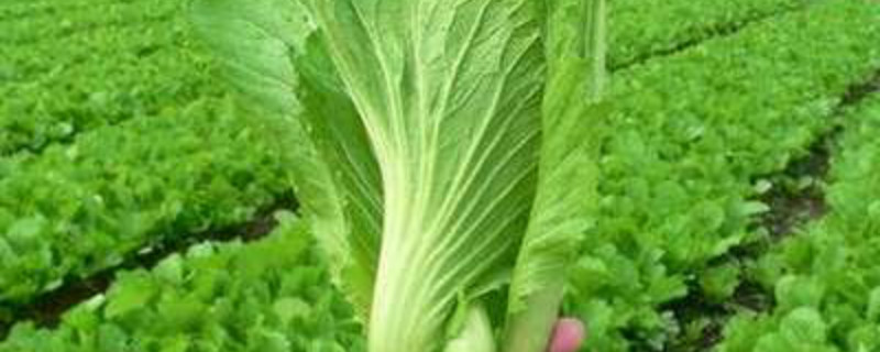 雀菜是什么菜 雀菜是什么菜